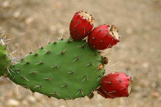 9.) Myth: You can drink water from a cactus.