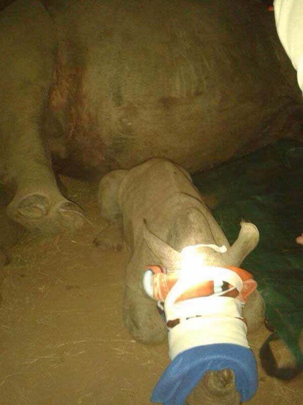 They named the rhino Gertjie and gently took him away from his mother.