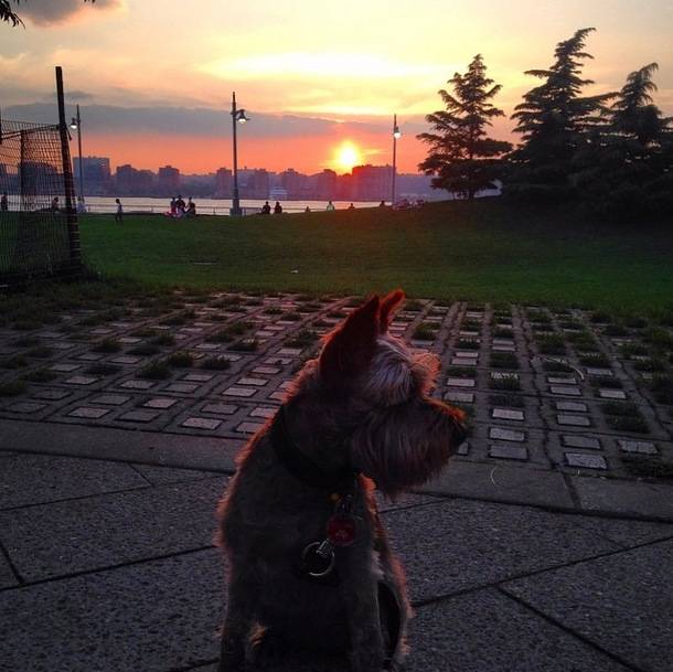 <a href="https://instagram.com/travelwithbruna/" target="_blank">Bruna the Miniature Schnauzer</a>