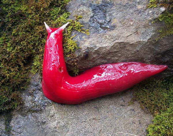 6.) Giant pink slugs: The pink slugs were found in New South Wales, Australia. They are fluorescent, almost like they were painted.