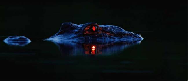 To get these pictures, Larry ventured into the Florida swamps in almost total darkness.