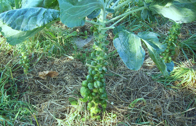 2.) Brussels sprouts grow on stalks.