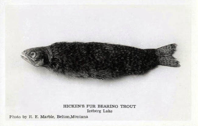 Fur Bearing Trout