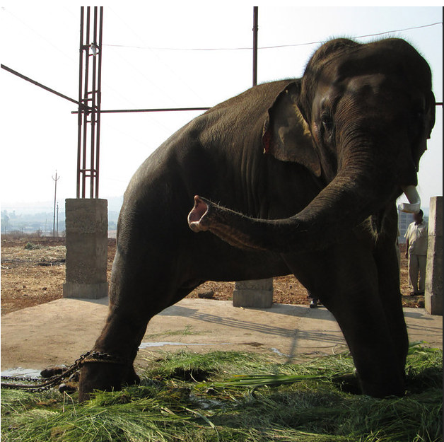 13. Sunder: Sunder was rescued from a temple in Kolhapur, India, where he was chained in a dark shed and regularly beaten by his handler.