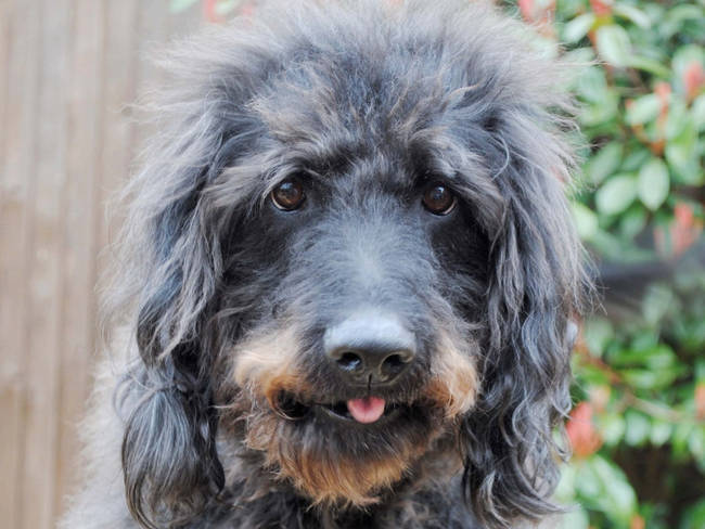 Introducing...the tiniest doggie tongue ever!