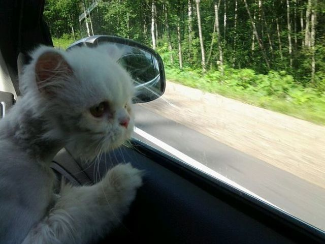 His fur started growing back, little by little.