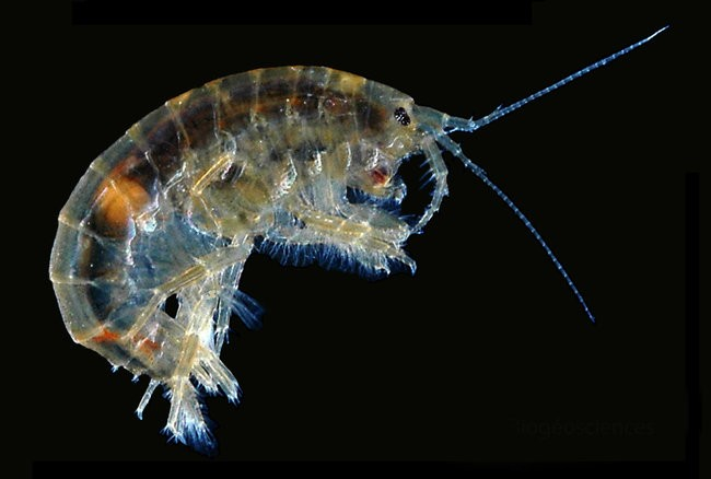 6.) Head-For-The-Light Zombie Crustacean