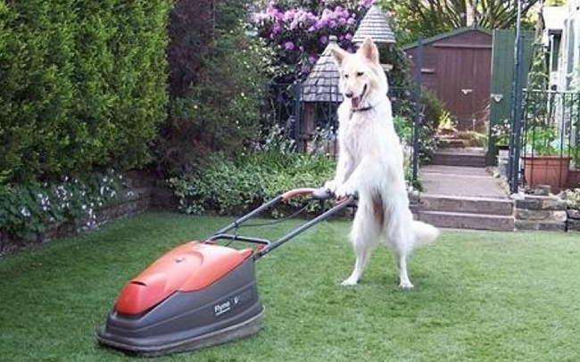 10.) Mowing the lawn.