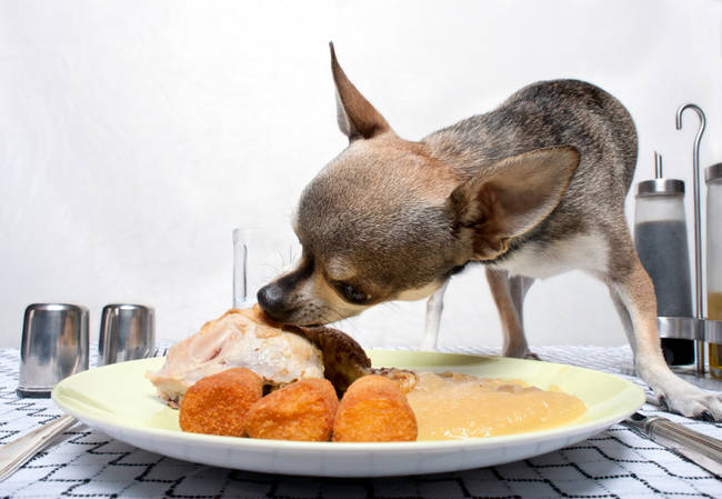 California - Restaurants are now allowed to let customers sit with their dogs while dining in an outdoor patio space.