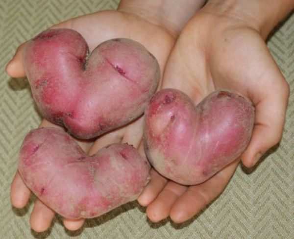 16. These potatoes HEART you.