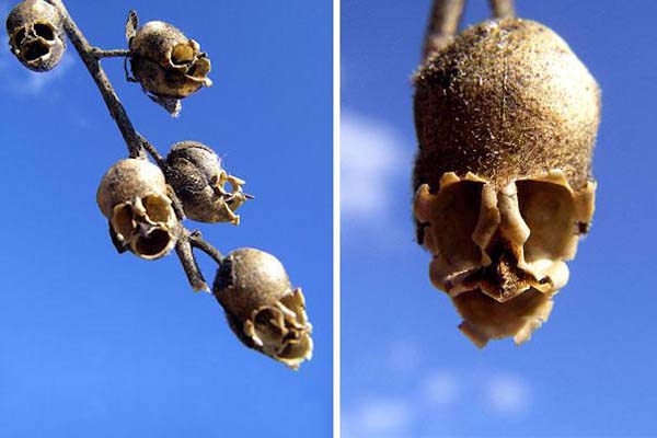 9.) Snap Dragon Seed Pod (Antirrhinum)