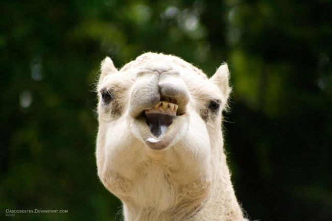 15.) Who said camels were cool?