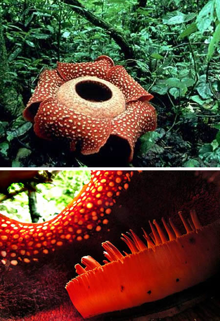 9.) Rafflesia arnoldii AKA the world's largest flower.