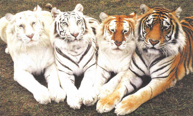 5.) A streak of tigers.