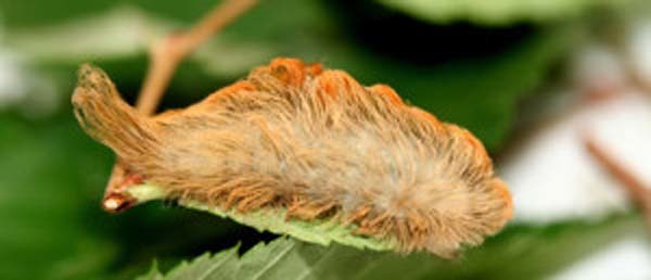 14.) Puss Caterpillars: It may look cute, but this fuzzball is actually quite venemous. They are high in protein and slow moving, so they needed a defense mechanism: serious toxins. Do. Not. Pet. Them.