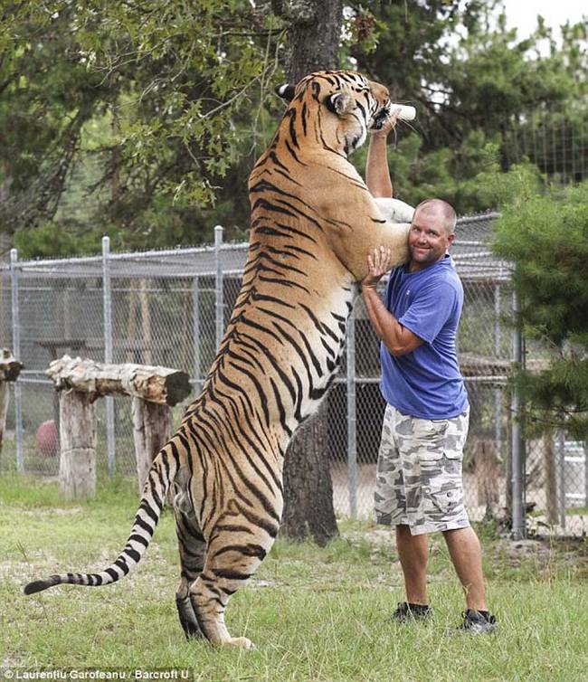 Despite his vision, Bovard plays rough with his cats. His sanctuary currently hosts two lions, two bobcats, two Bengal tigers, two Siberian tigers, and an Asian black leopard.