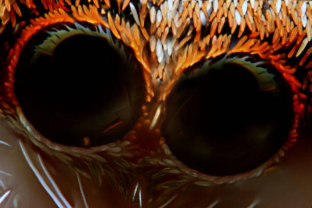 A closeup on a jumping spider's face.