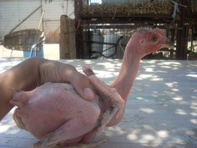 Featherless chickens.