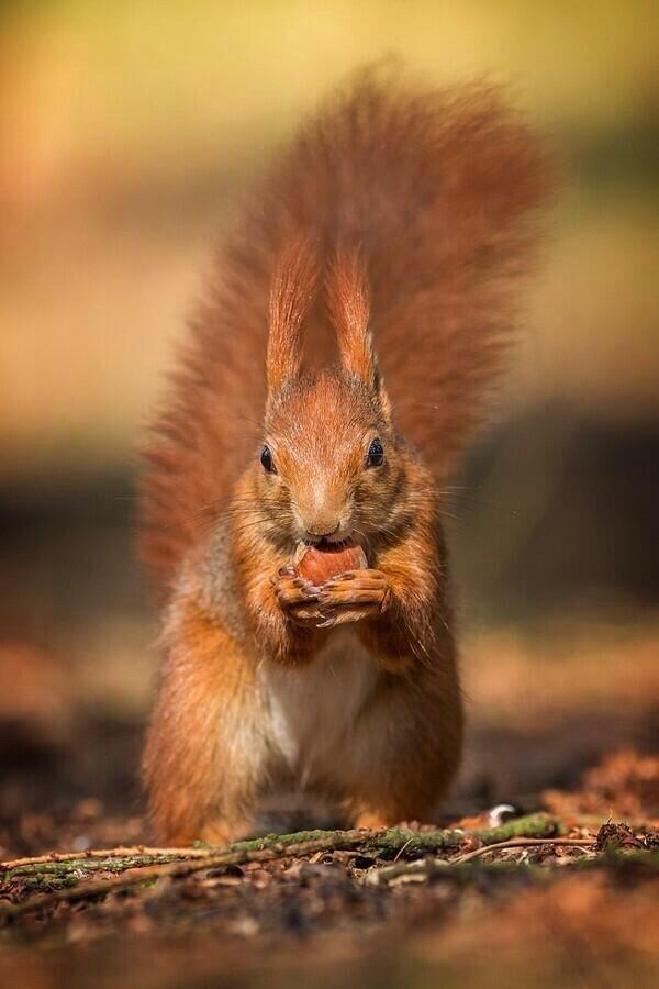 9.) Thank your local squirrels for all those new trees. Hundreds of trees grow every year because of squirrels forgetting where they buried their nuts.