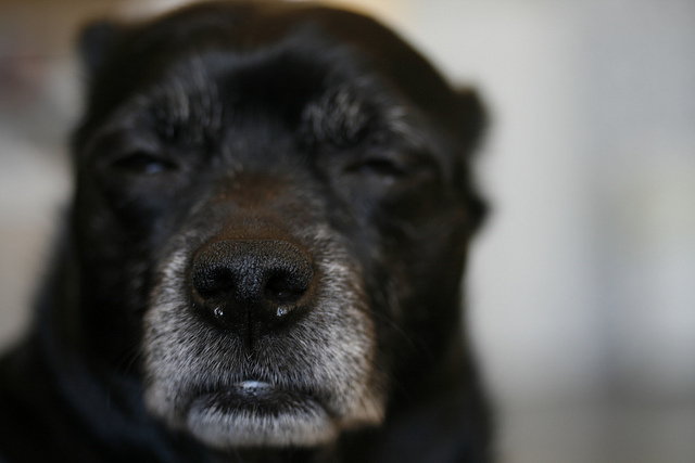 There's a dog named Buck who is an expert in sniffing out 'Foulbrood' an infection that can be deadly to bee larvae in hives.  Whenever you put honey in your tea, thank Buck!