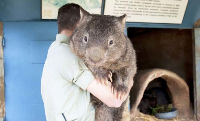 Their pouch is backwards, unlike kangaroos.