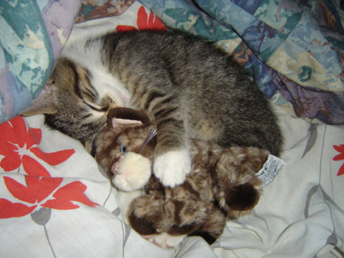 Just one toy cat hugging another.