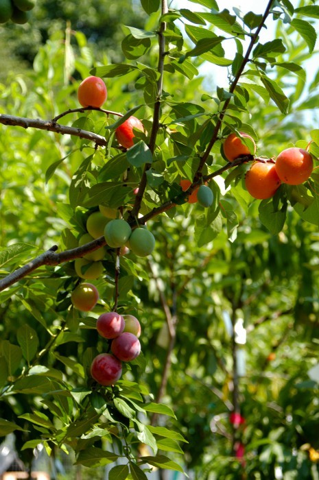 Sam focused on stone fruits since there are so many varieties and they’re all genetically similar enough to graft, and thus his Tree of 40 Fruit was born. He has since used the orchard to grow the initial trees, and then moves them to other locations for buyers.