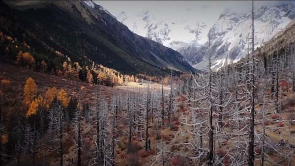 11.) A swath of dead trees (Baima, China).