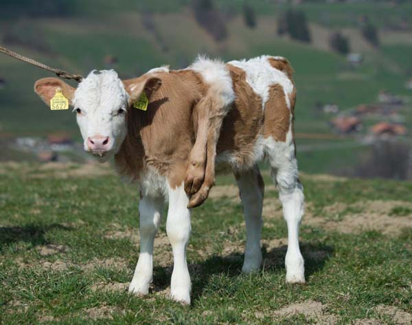 7. ) Six legged calf: Lilli was born in Switzerland with 2 extra legs, where she is quite popular.