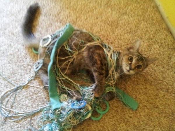 "I was trying to untangle it but it just kept getting worse and worse!"