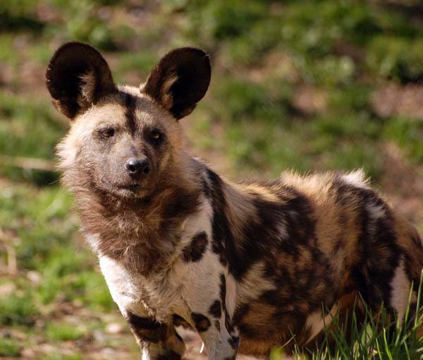 You can't adopt this African painted dog, but you can love her from afar.