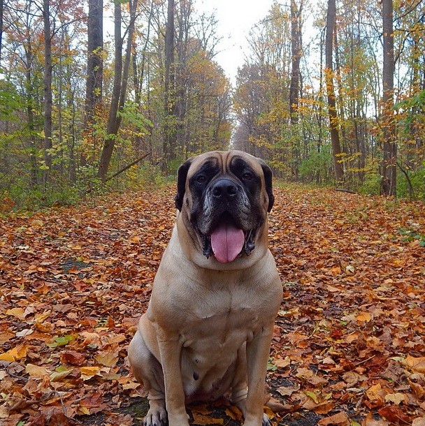 English Mastiff