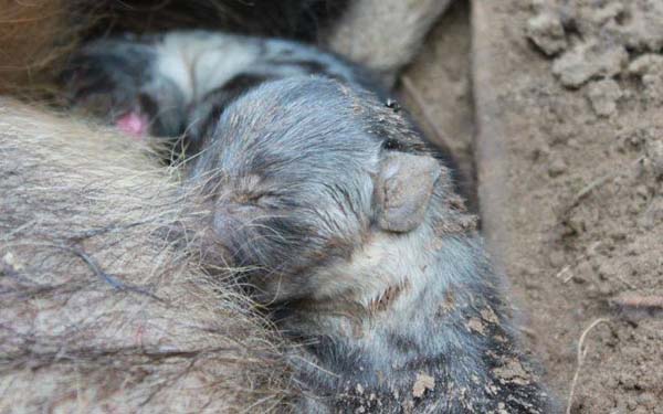 The remaining babies latched onto their mother with a helpful nudge.