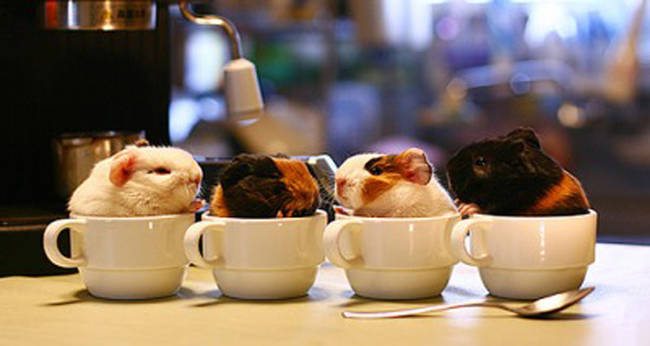 These cup o'critters will wake you up with cuteness.