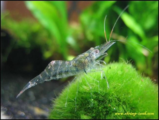 10.) Ghost Shrimp