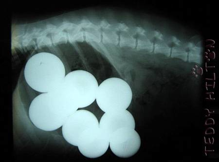 This poor pup swallowed pool balls.