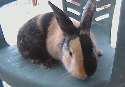 7.) Piebald bunny.