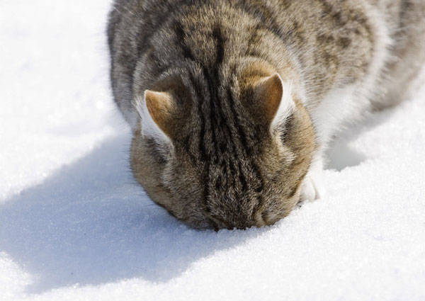 Mmmmm, nothing like shoving your face in some fresh powder.