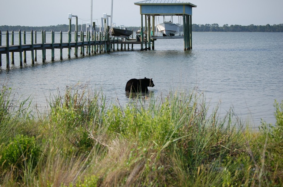 Soon he began swimming out into the Gulf. But the further he went, the more drowsy he became.