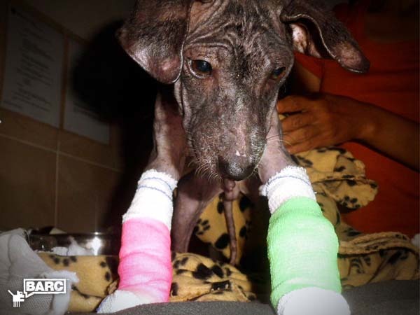 Frankie had to wear casts in order to heal his deformed front legs.