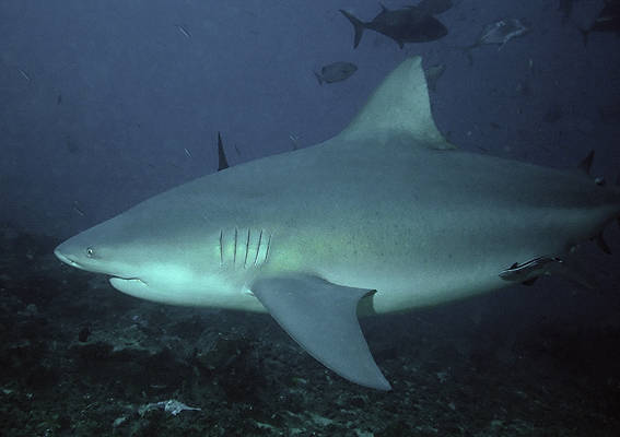 The bullshark is highly aggressive towards humans (more so than most other sharks). It is the perpetrator of most of the shark attacks in the world.