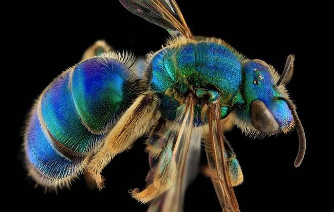 Specimens are sent to Droege and his team to be photographed. This would in include ethically sourced (we hope!) sample bees. 