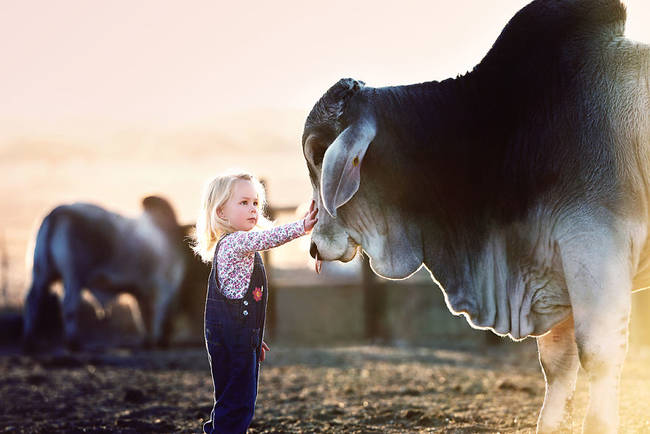 Jacqui was inspired by the obvious amount of mutual respect and innocence between the small girl and the bulls.