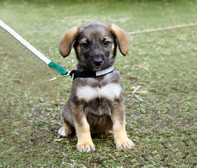 This is the Batpup we need and deserve.