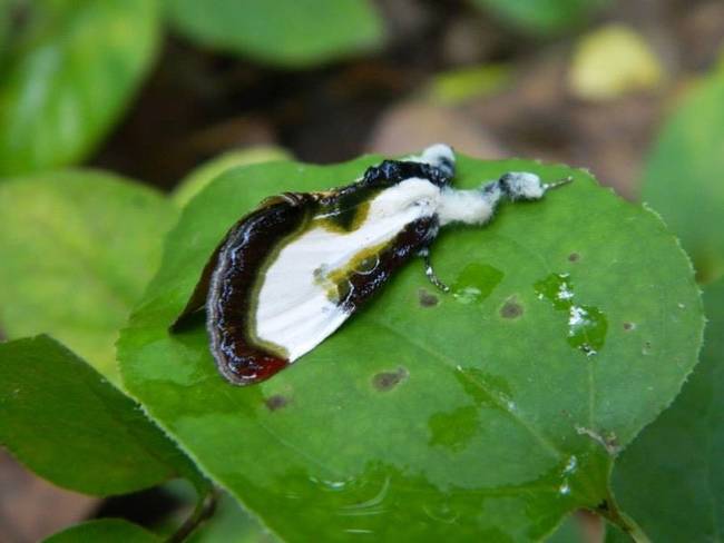 This isn't poop, either. It's a moth.