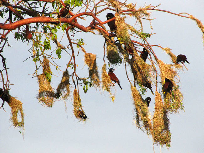 3.) The Montezuma Oropendola