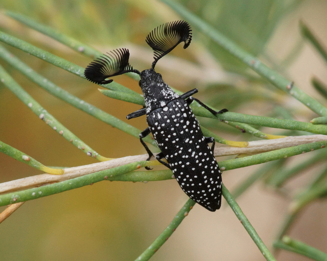 13.) Feather-Horned Beetle