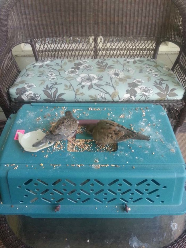 "About a week before release I took them over to my parent's house to live on their screen porch. My parents have several bird feeders and a fresh water source, as well as a large dove population. I figured it would be better for them than my place which is a little more in the city."