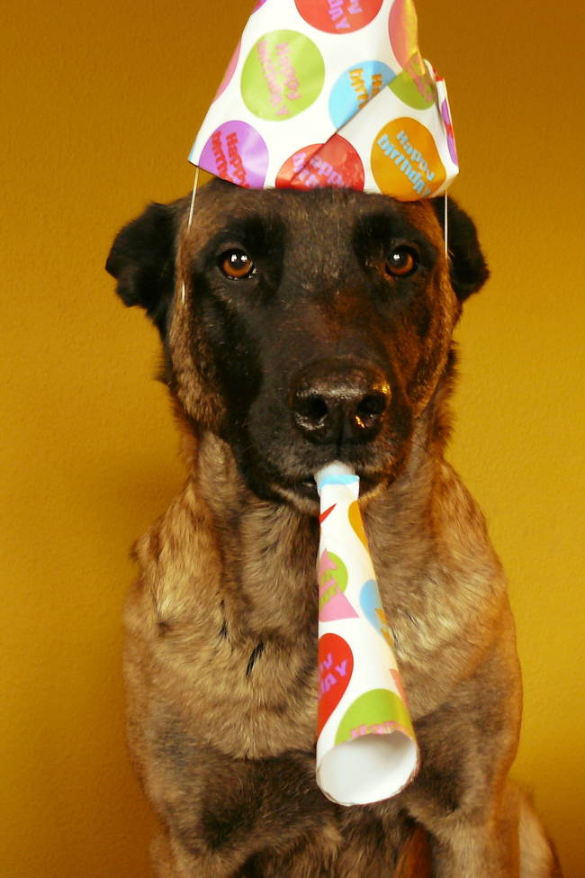 Don't forget - we like celebrating our birthdays, too. (We'd love a great toy or something yummy to eat.)