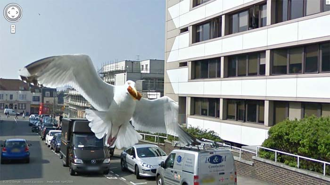 1.) Seagull coming in for a landing.